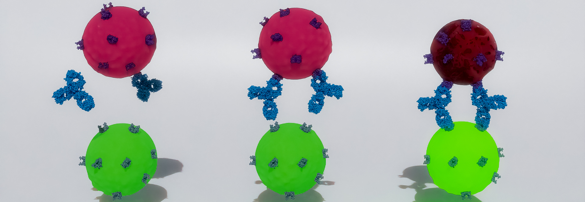 Cell-based assays. 3d rendered scheme of antibody binding effector and tumor cell